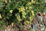 Oxytropis maydelliana. Часть цветущего растения. Чукотка, побережье бухты Провидения. 09.07.2010.
