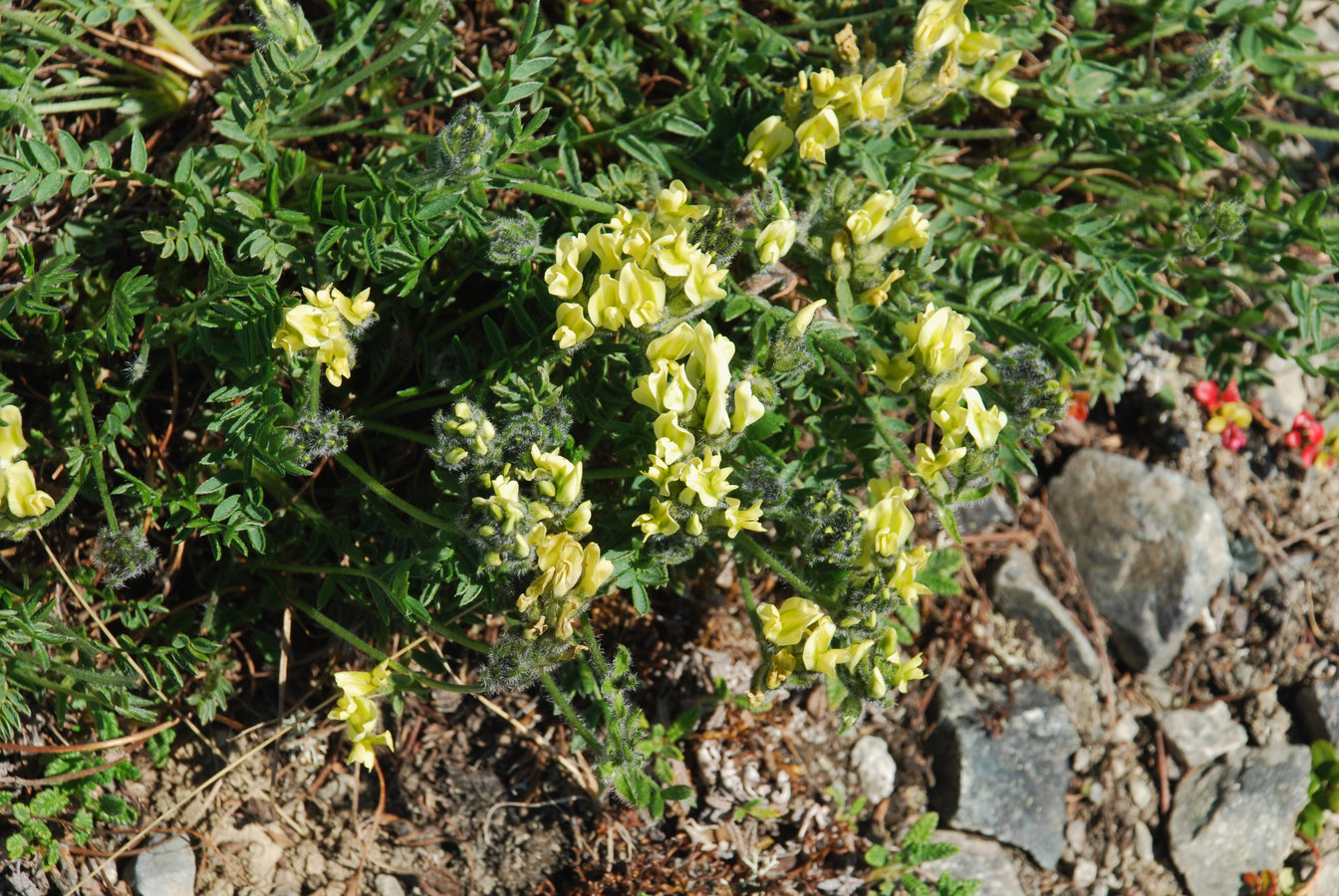 Изображение особи Oxytropis maydelliana.