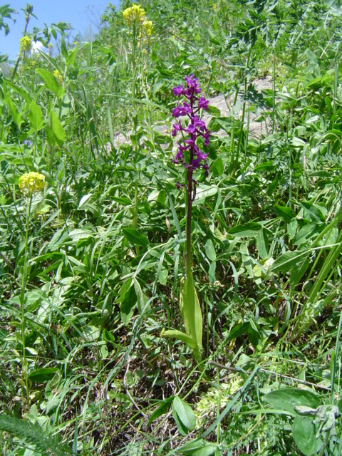 Изображение особи Orchis mascula.