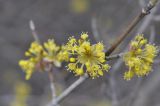 Cornus mas