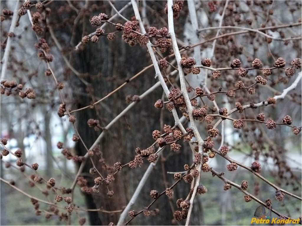 Изображение особи род Ulmus.