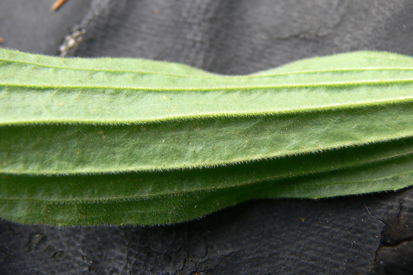 Image of Plantago urvillei specimen.