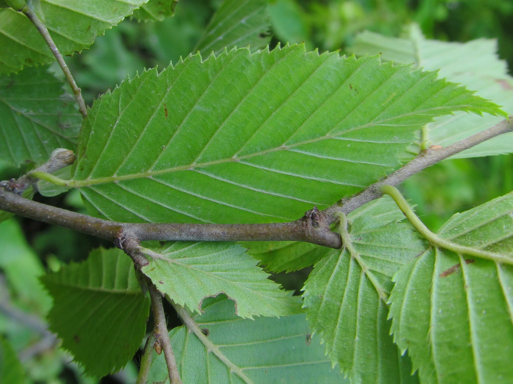 Изображение особи Carpinus betulus.