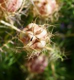 Nigella damascena