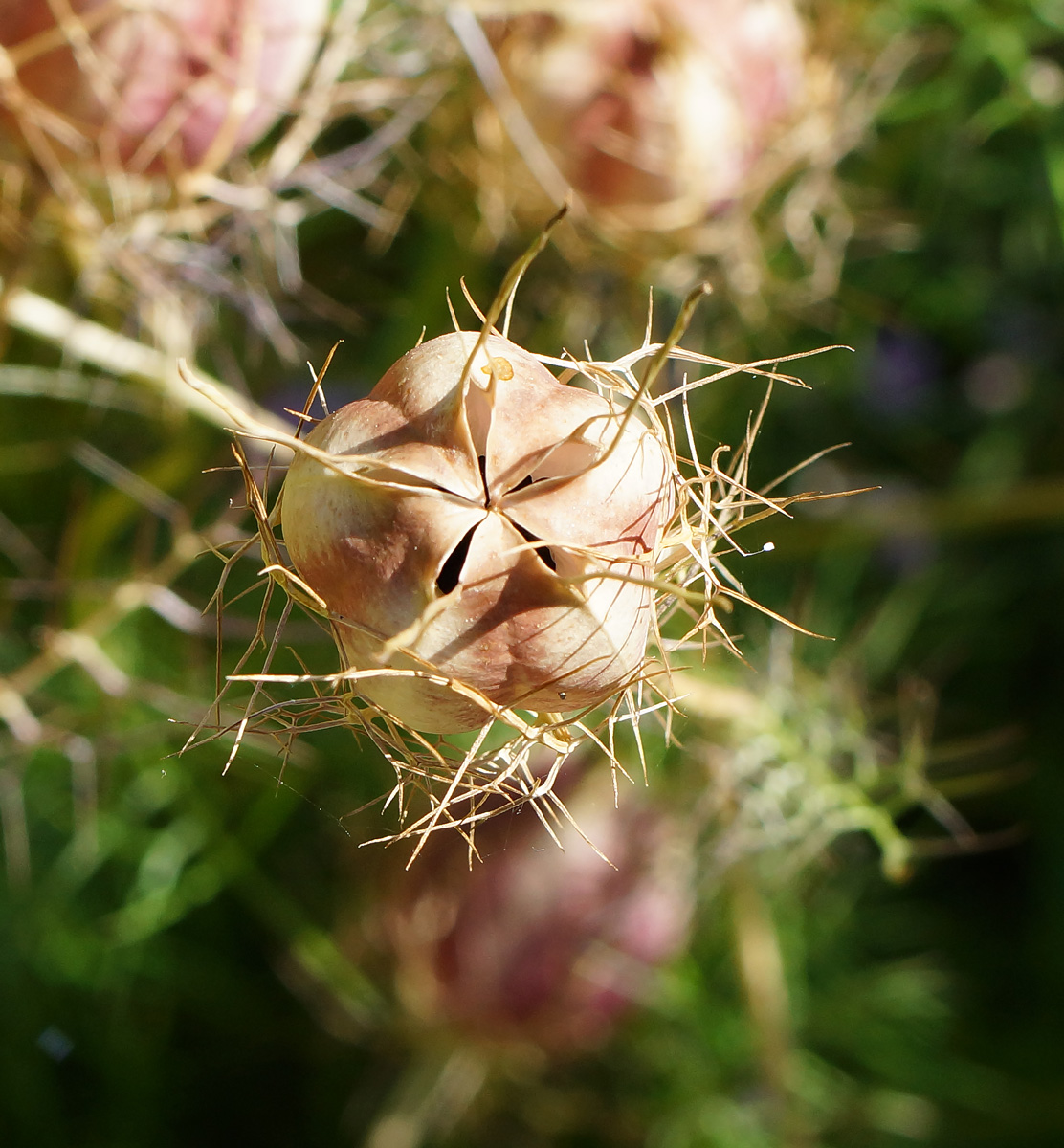 Изображение особи Nigella damascena.