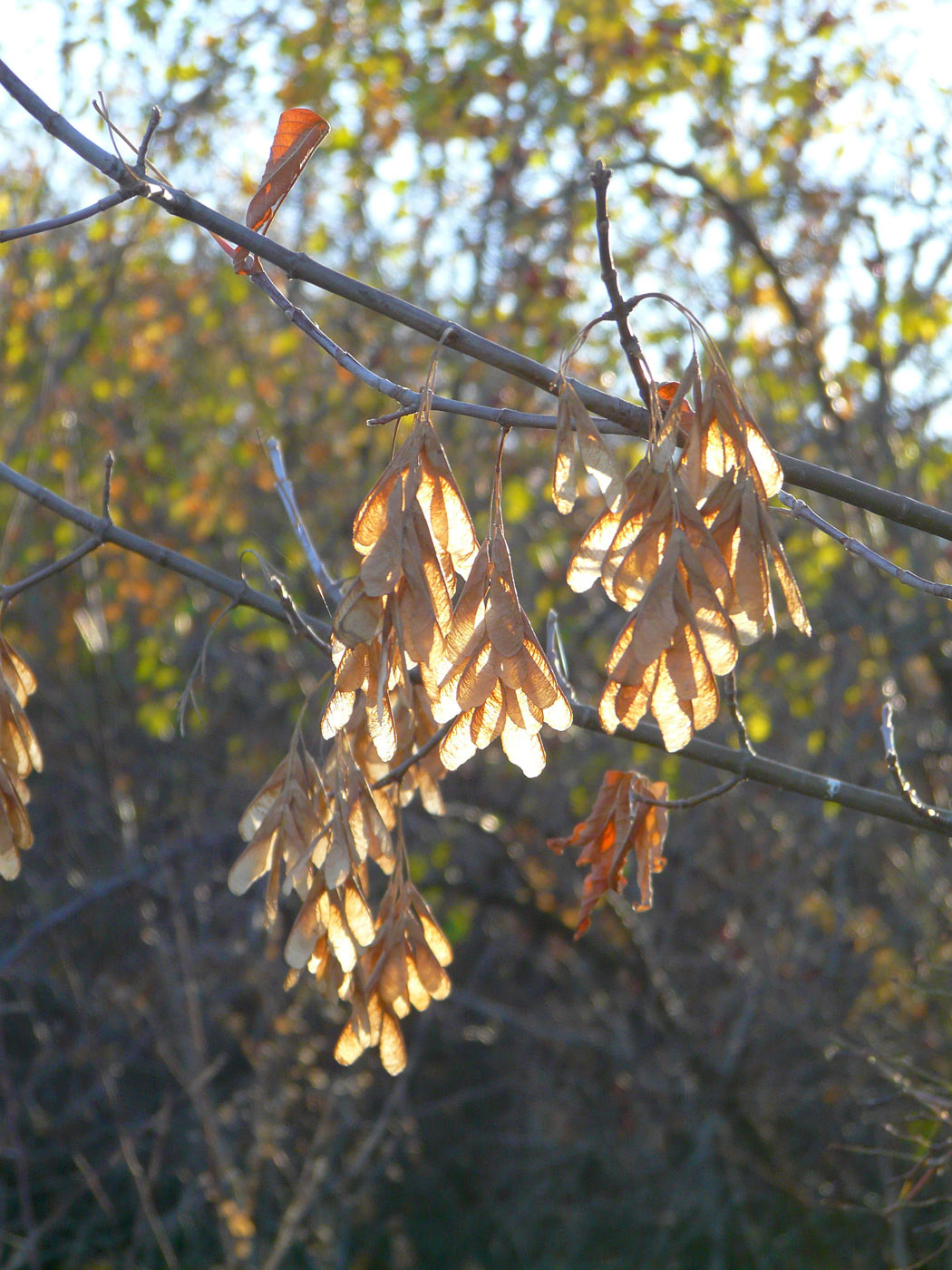 Image of Acer negundo specimen.