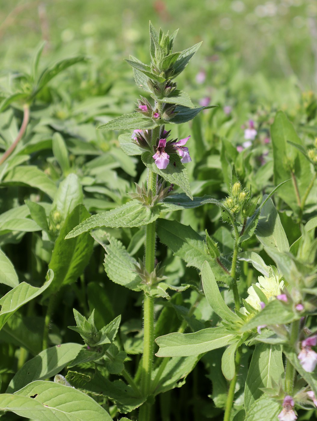 Image of Stachys arabica specimen.