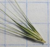 Hordeum geniculatum