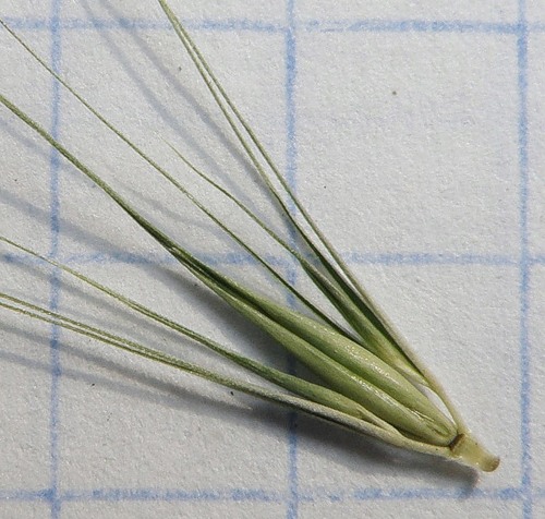 Изображение особи Hordeum geniculatum.