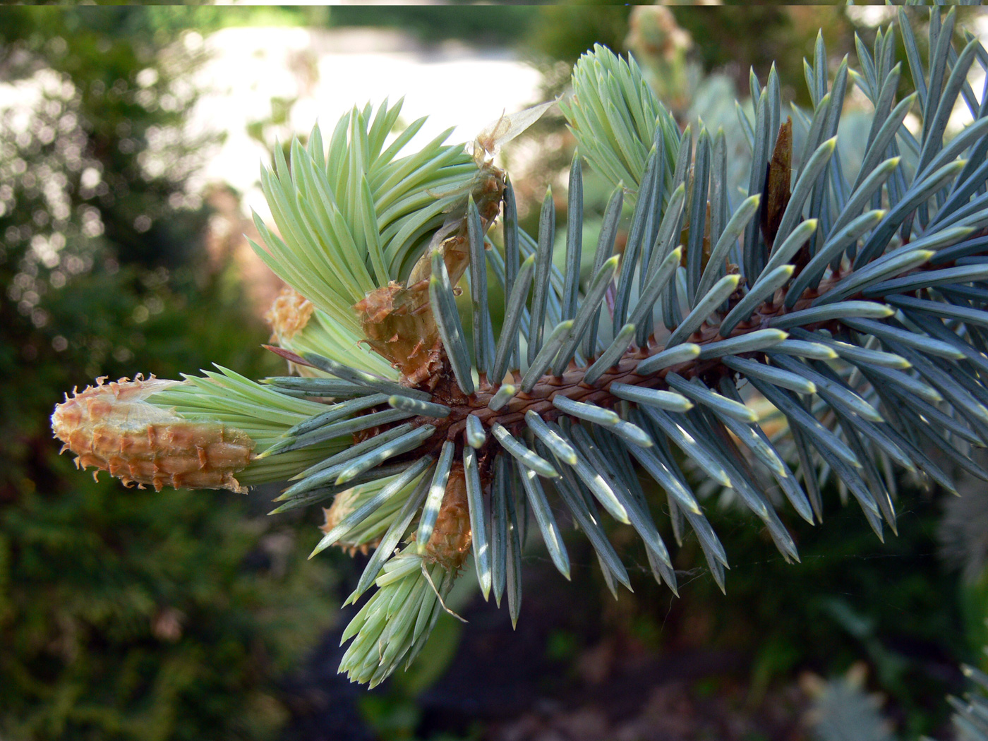 Image of Picea pungens f. glauca specimen.