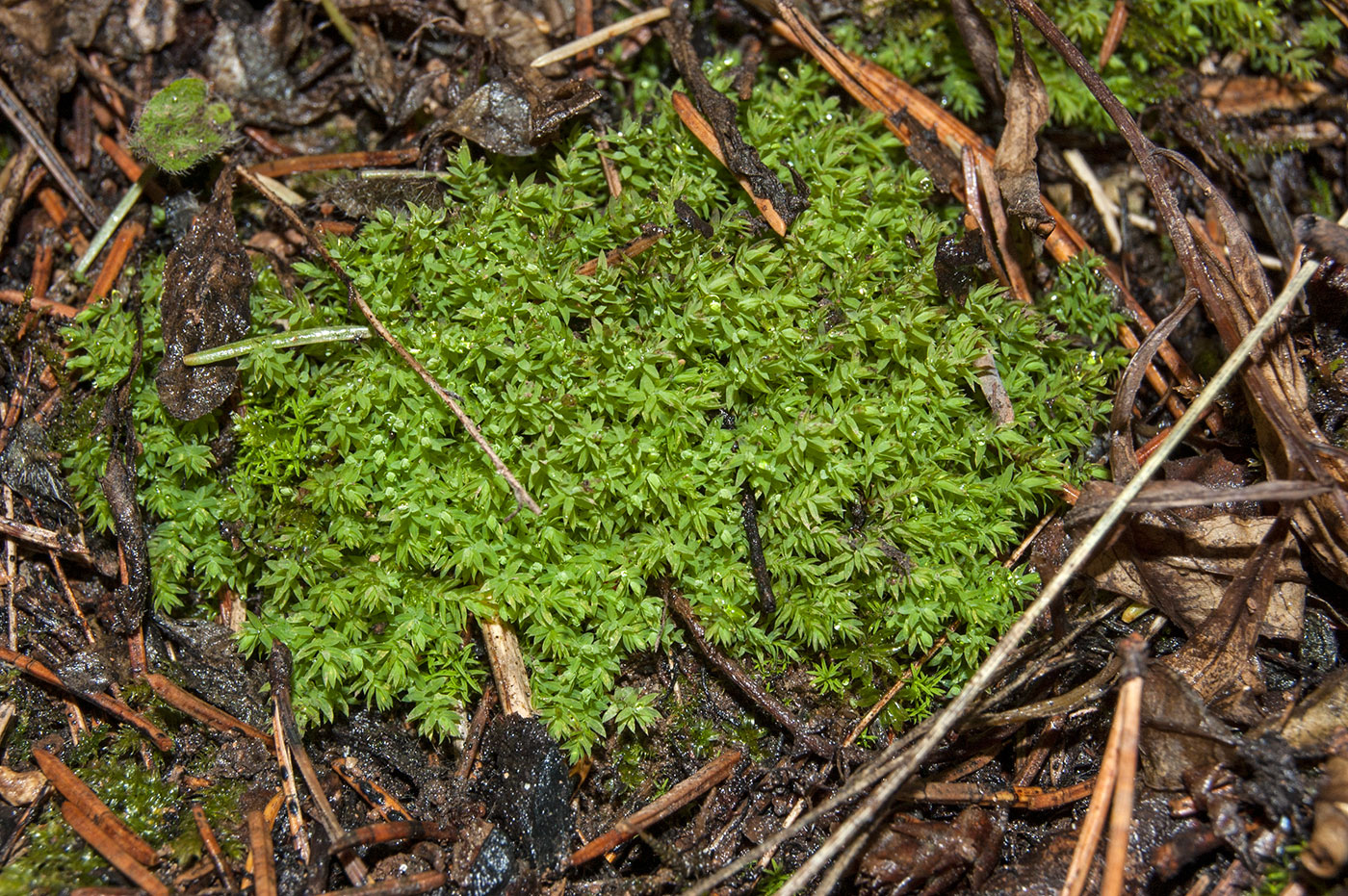 Изображение особи отдел Bryophyta.