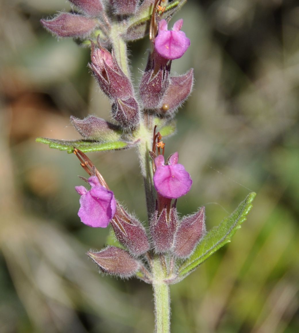 Изображение особи Teucrium divaricatum.