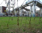 Betula pendula