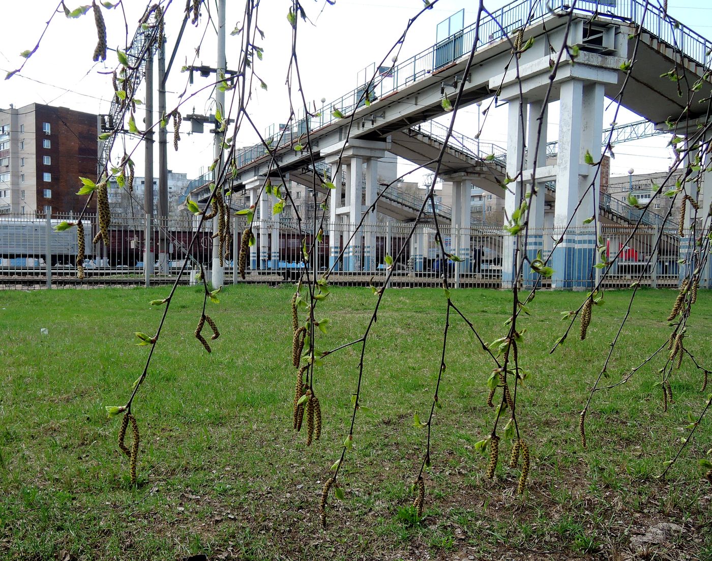 Image of Betula pendula specimen.