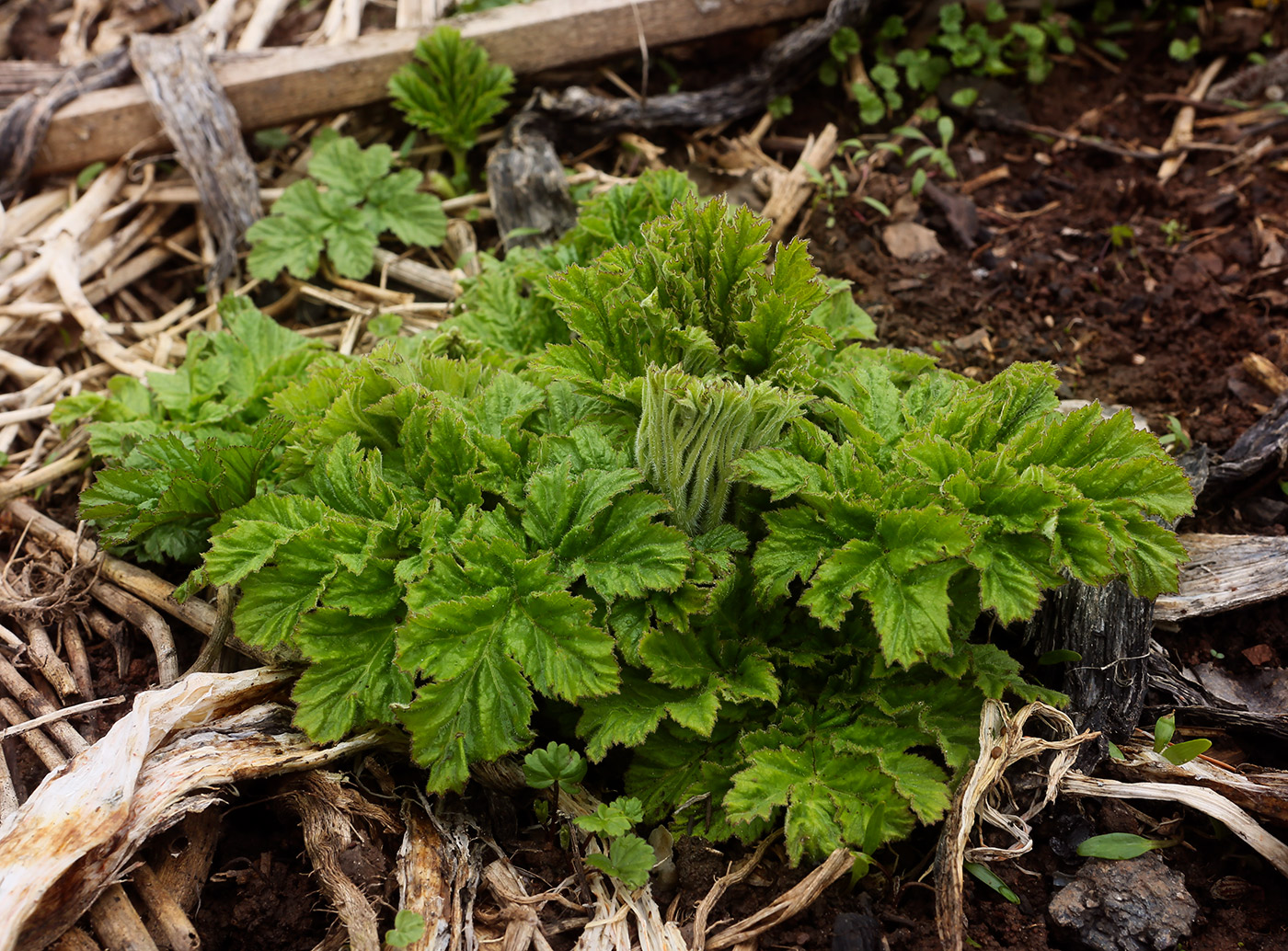 Image of Heracleum sosnowskyi specimen.