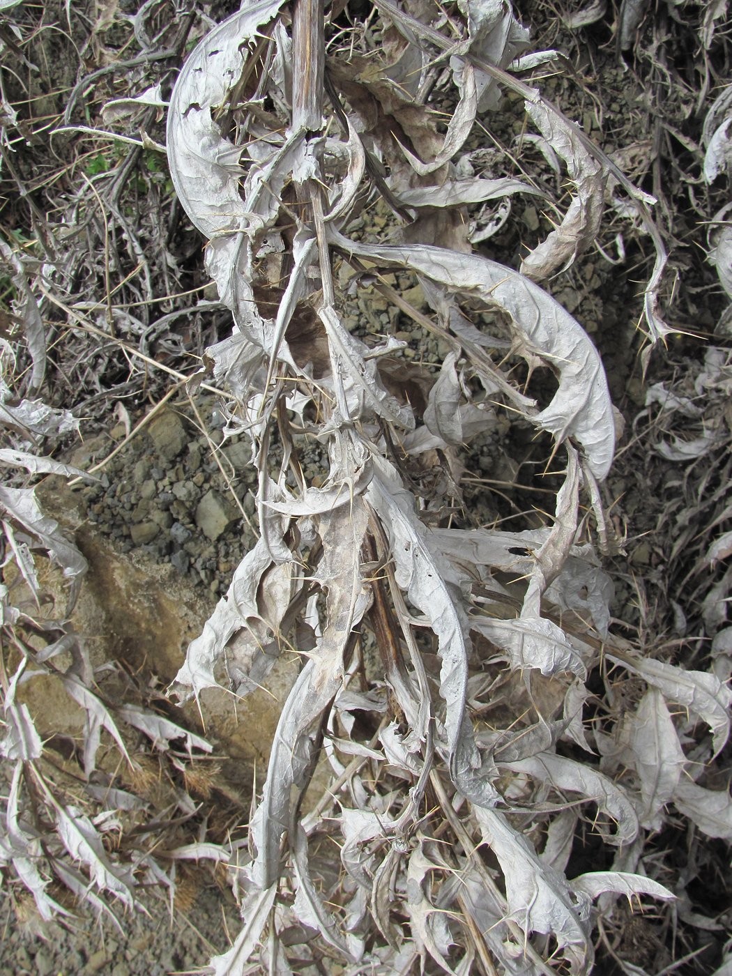 Image of Cirsium argillosum specimen.