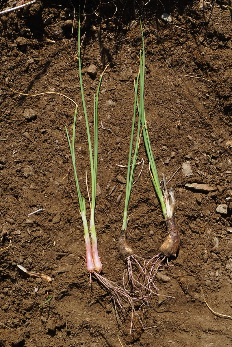 Image of Allium rubens specimen.