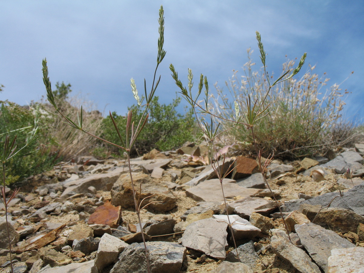 Image of Crucianella filifolia specimen.