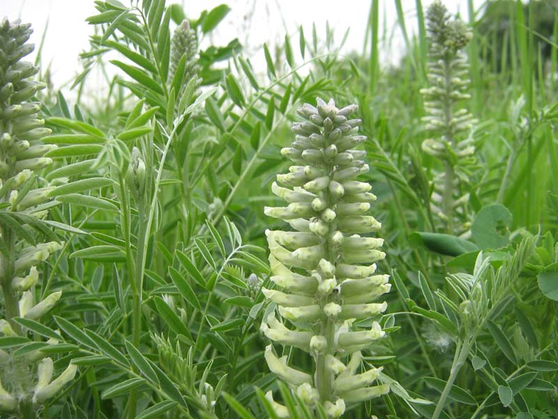 Image of Pseudosophora alopecuroides specimen.