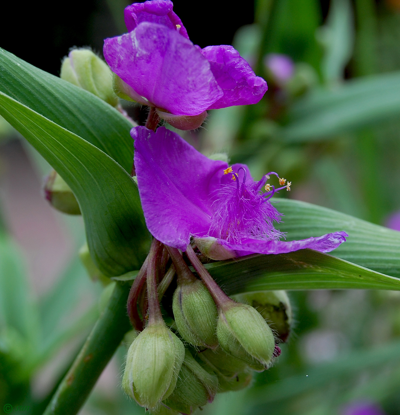 Изображение особи Tradescantia virginiana.