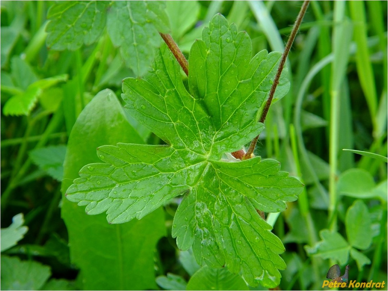 Изображение особи Geranium phaeum.