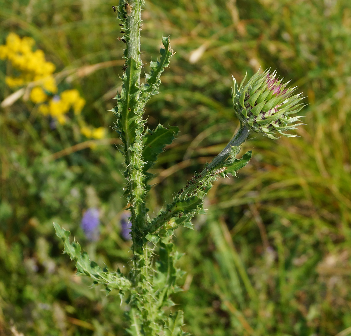 Image of Carduus thoermeri specimen.