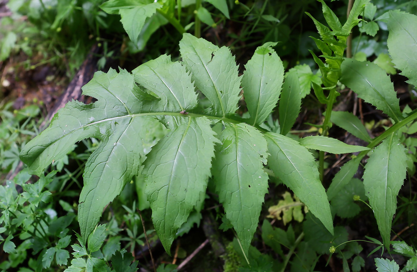 Изображение особи Cirsium oleraceum.