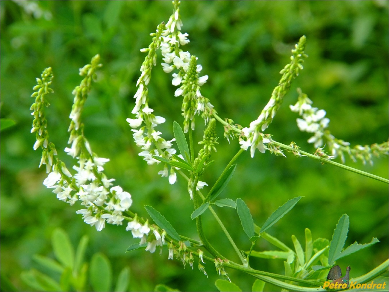 Изображение особи Melilotus albus.