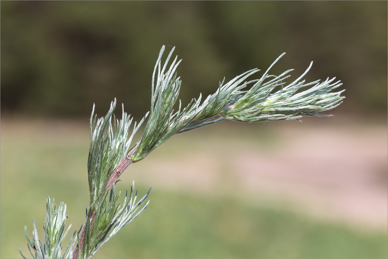 Изображение особи Artemisia campestris.