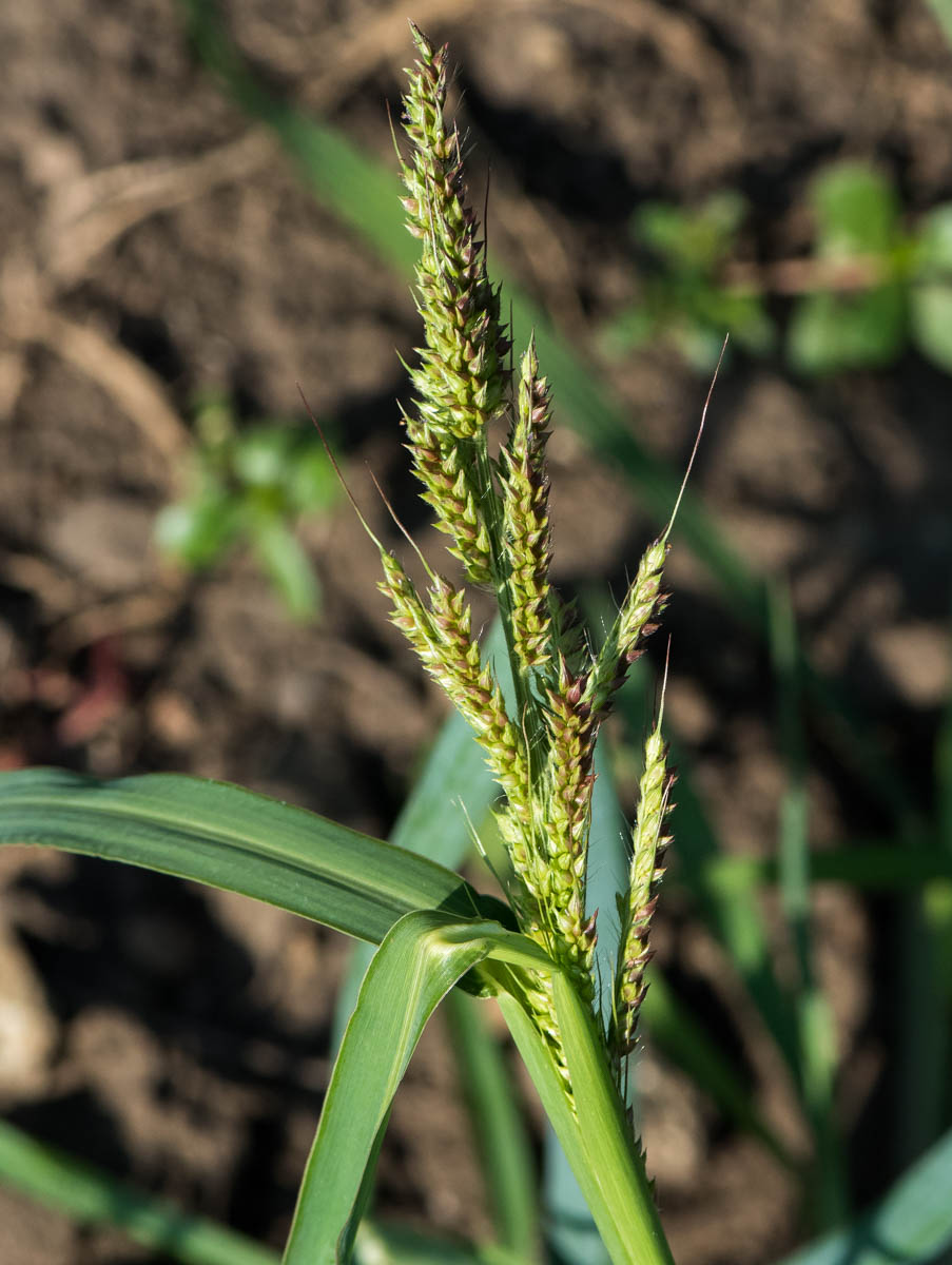 Image of Echinochloa crus-galli specimen.