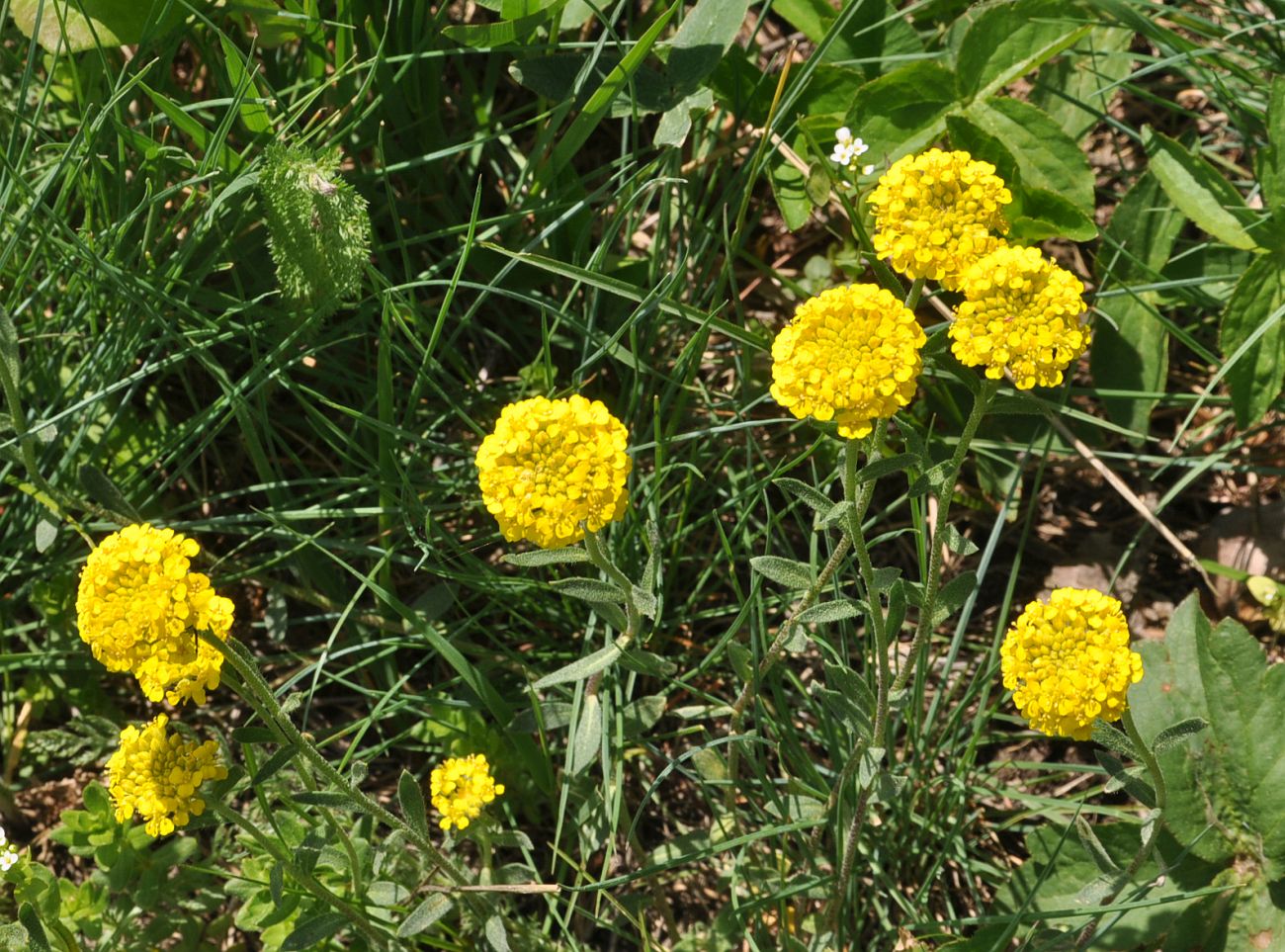 Image of Alyssum trichostachyum specimen.