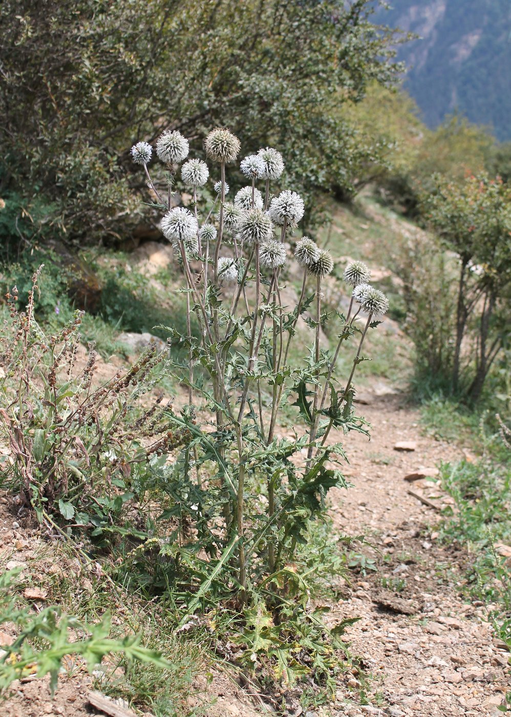 Image of Echinops sphaerocephalus specimen.