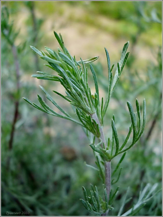 Изображение особи Artemisia campestris.