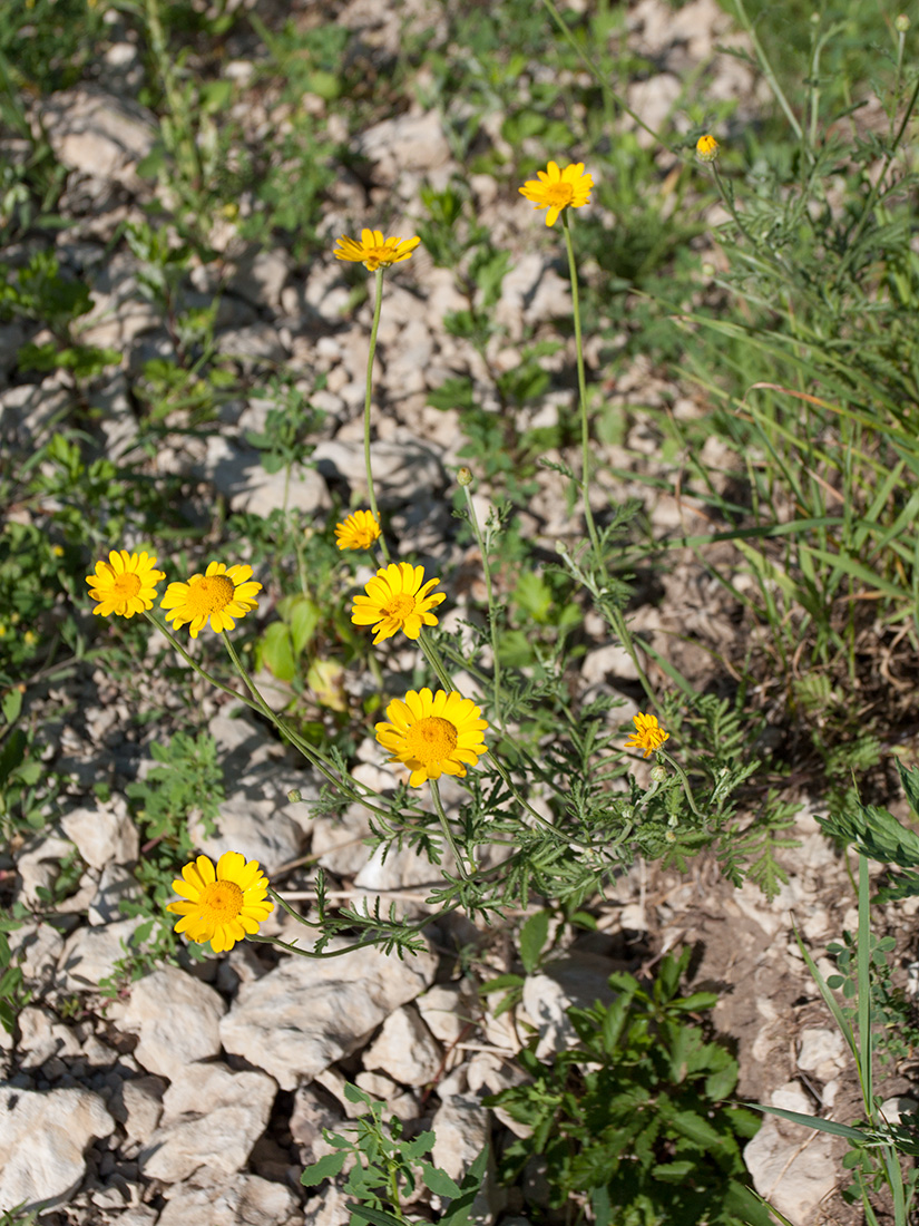 Изображение особи Anthemis tinctoria.