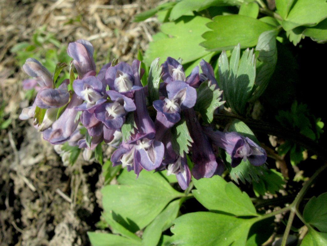 Изображение особи Corydalis lacrimuli-cuculi.