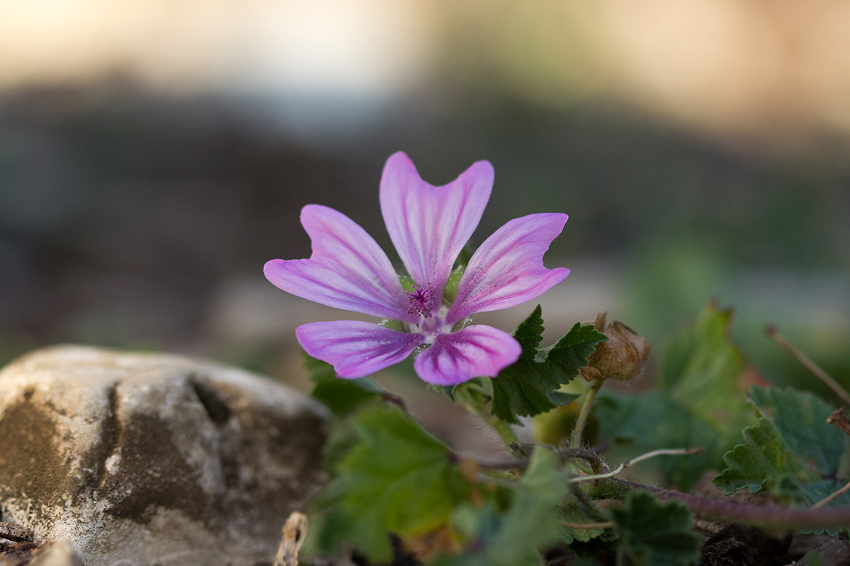 Image of Malva erecta specimen.