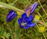 Gentiana pneumonanthe. Цветок и бутоны. Башкортостан, Учалинский р-н, Ильчигуловский сельсовет, окр. дер. Мулдашево, склон хр. Нурали, заросший луговой растительностью, ≈ 600 м н.у.м. 7 сентября 2018 г.