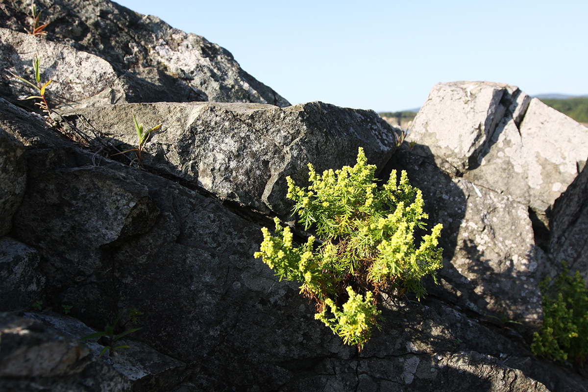 Изображение особи Artemisia aurata.