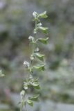 Salvia glutinosa. Верхушка плодоносящего растения. Грузия, Боржоми-Харагаульский национальный парк, нижняя часть долины р. Ликаницхеви, ≈ 850 м н.у.м,. 08.10.2018.