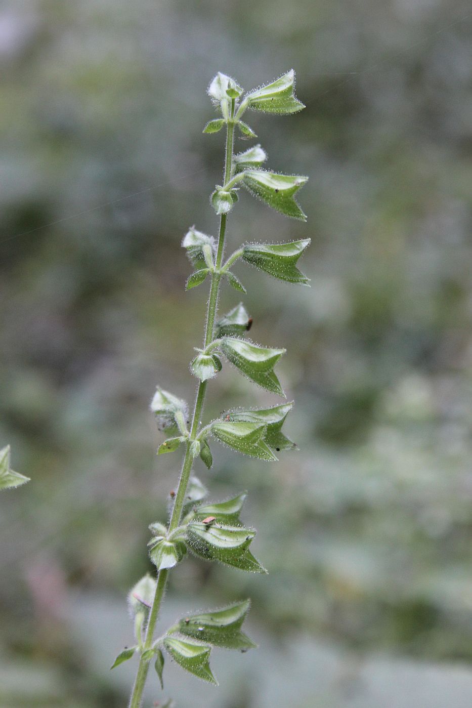 Изображение особи Salvia glutinosa.