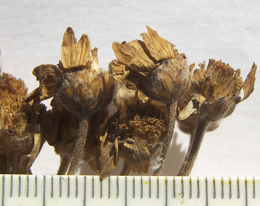 Image of Achillea biserrata specimen.