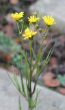 Crepis tectorum