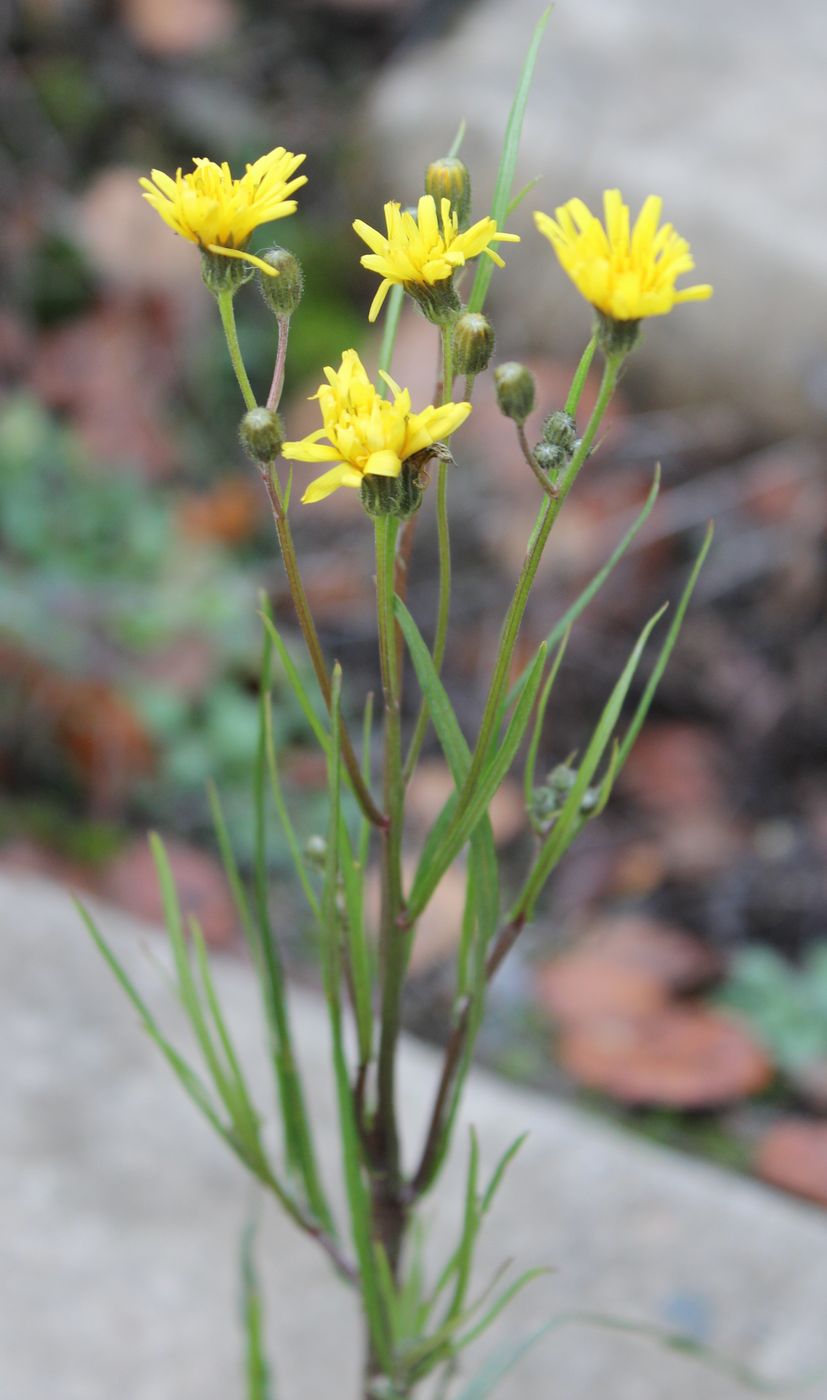 Image of Crepis tectorum specimen.