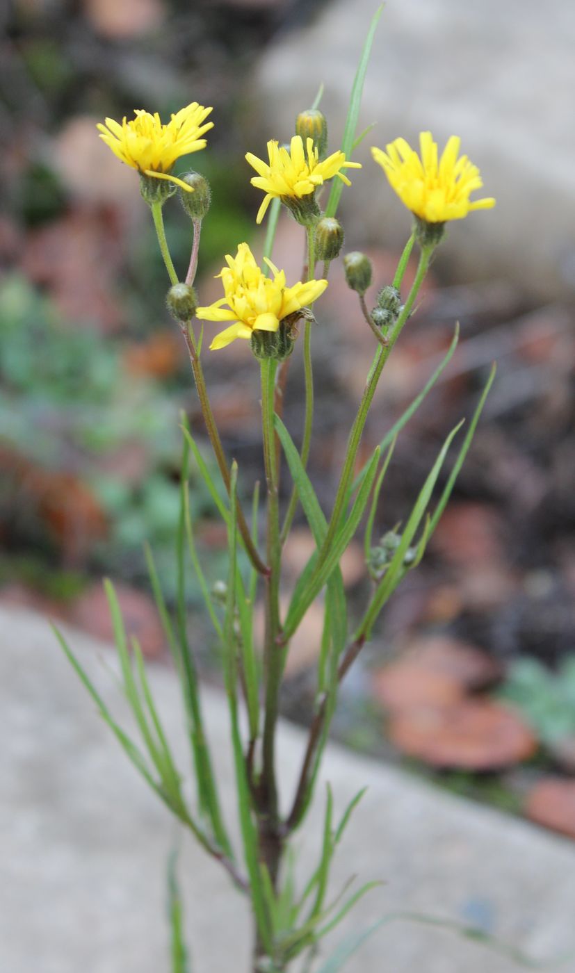 Изображение особи Crepis tectorum.