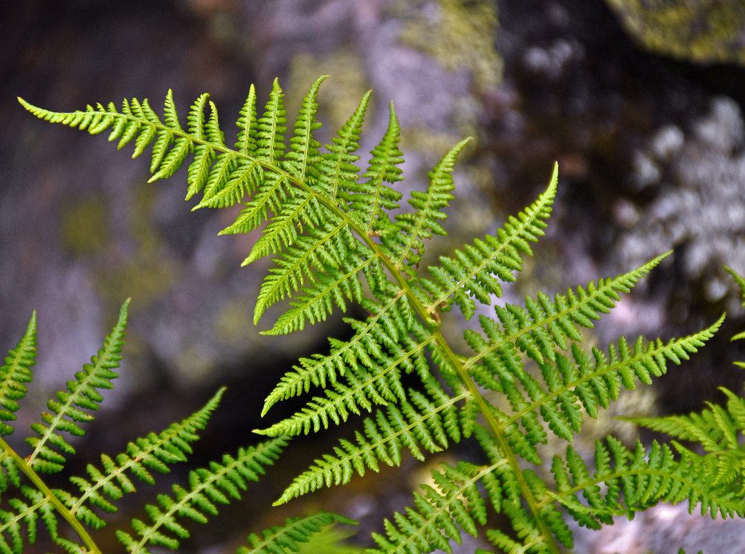 Image of Athyrium distentifolium specimen.