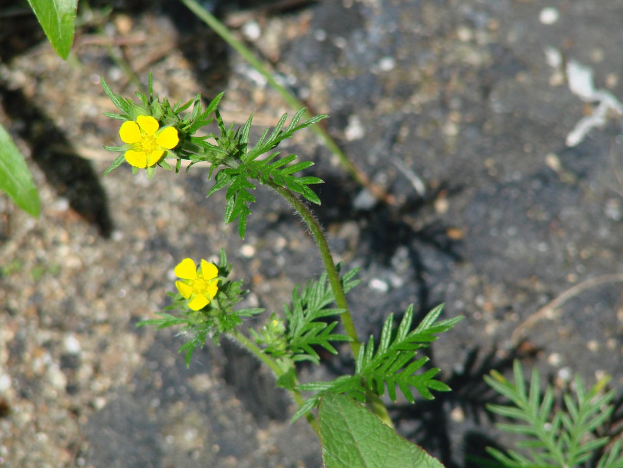 Image of Potentilla tergemina specimen.