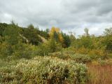 Salix krylovii. Растения, меняющие окраску листьев на осеннюю (на переднем плане). Магаданская обл., г. Магадан, окр. мкр-на Снежная Долина, поляна в пойменном лесу р. Медвежка бассейна р. Дукча. 01.09.2018.