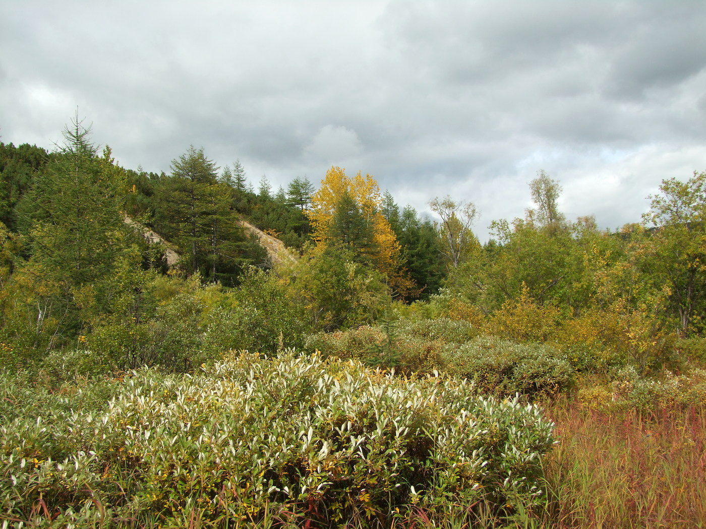 Image of Salix krylovii specimen.