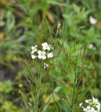 genus Cardamine. Верхушки побегов цветущего и плодоносящего растения. Грузия, Боржоми-Харагаульский национальный парк, дно долины руч. Квабисхеви, ≈ 1000 м н.у.м, берег ручья. 26.05.2018.