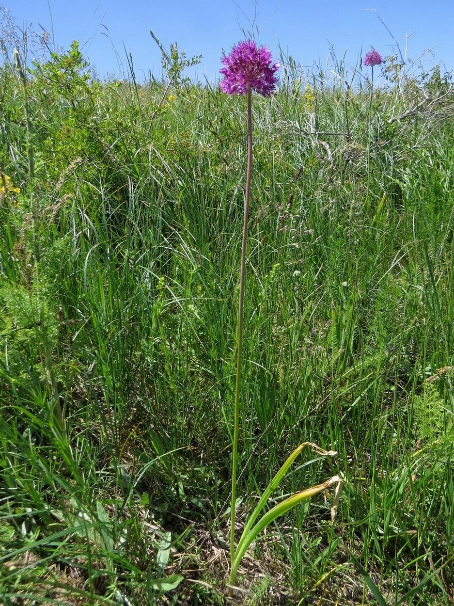 Image of Allium sewerzowii specimen.